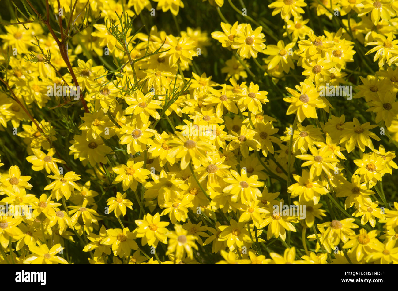 West Australian wildflower yellow Shoenia fiflifolia Stock Photo