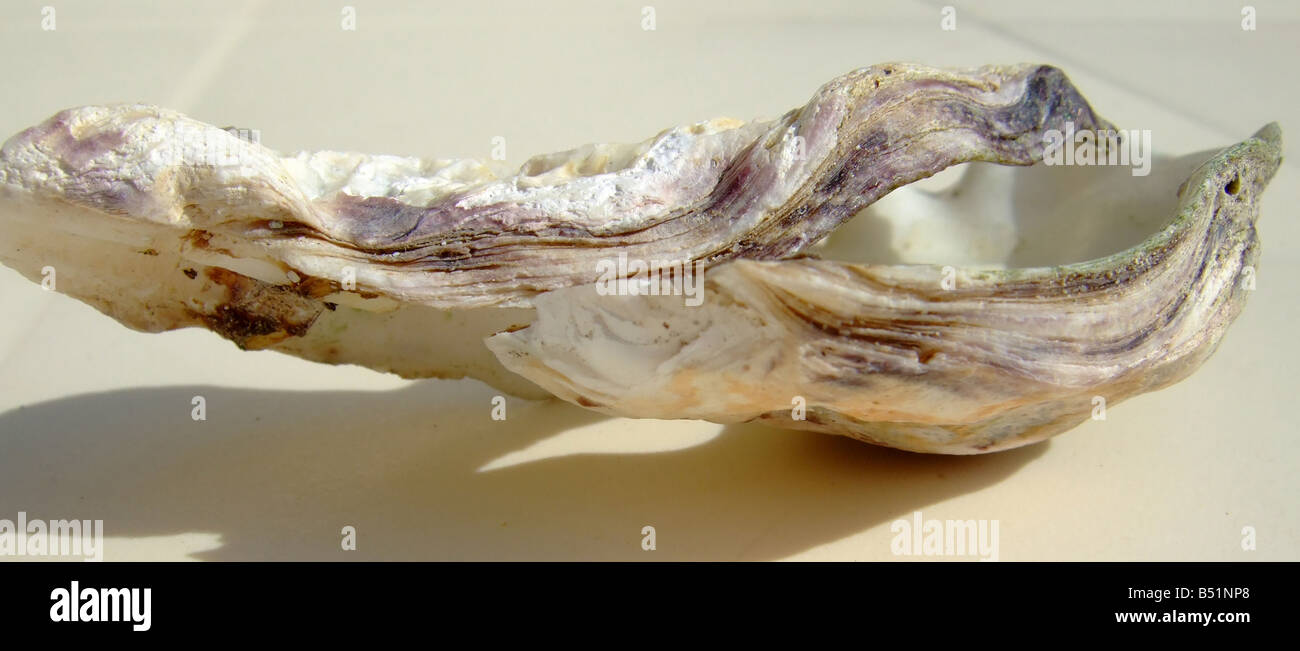 Oyster plants hires stock photography and images Alamy