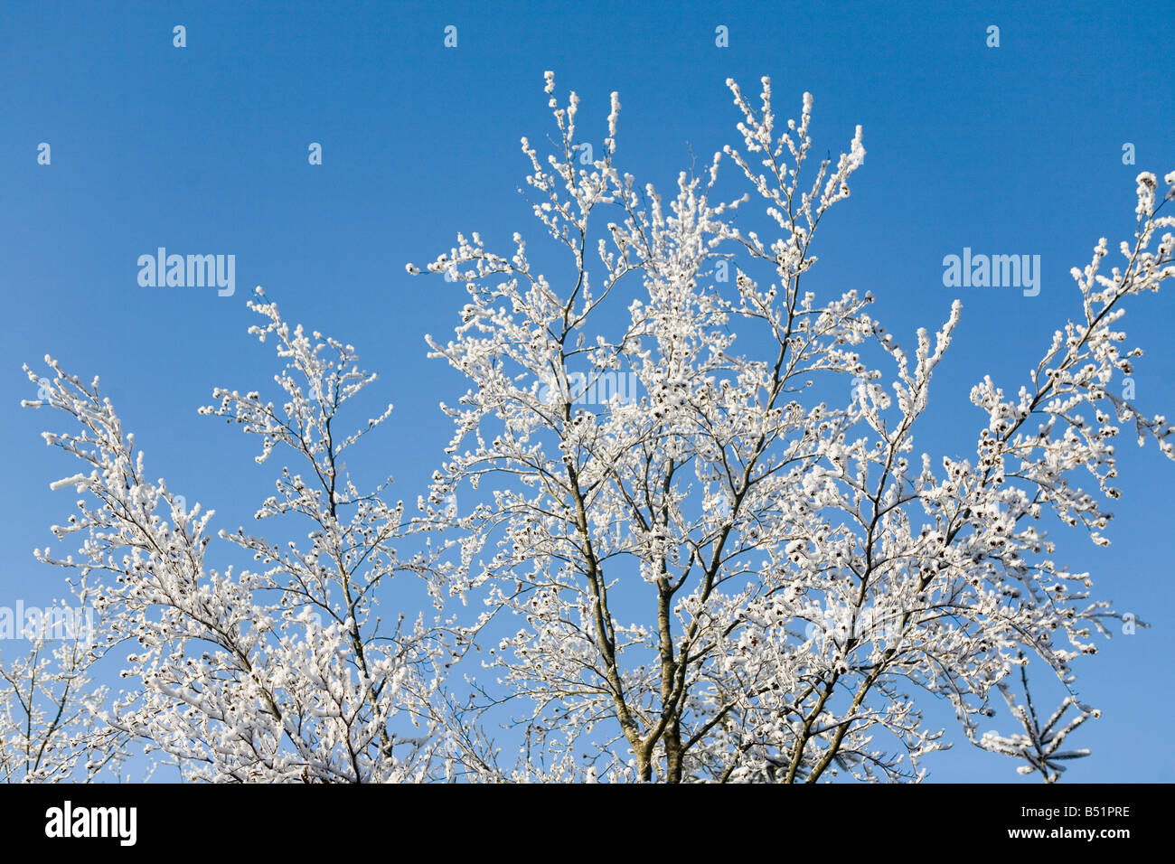 Winter landscape tree with frost Stock Photo - Alamy