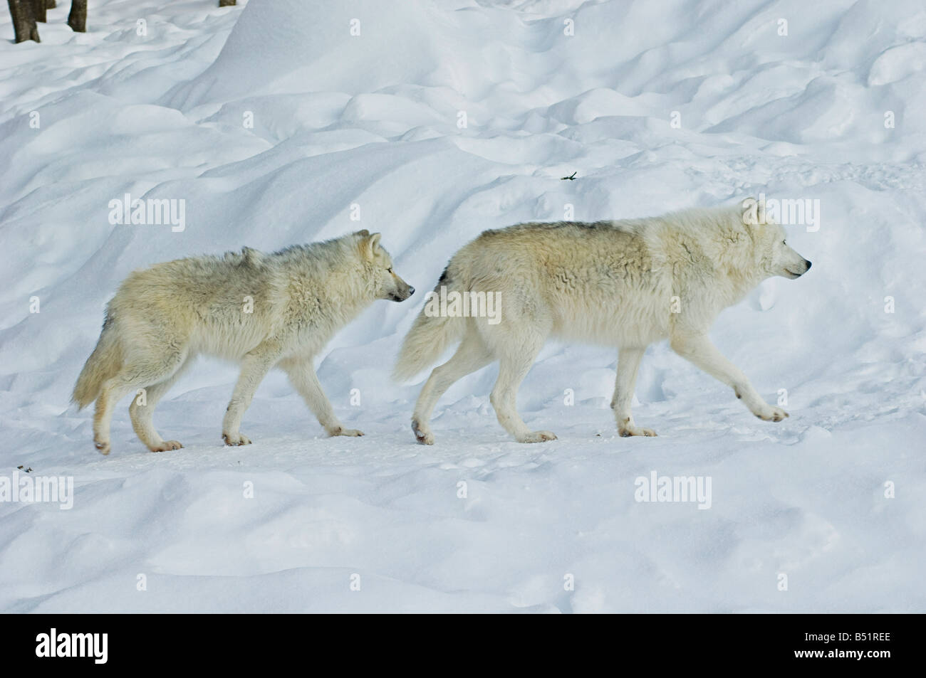 Arctic Wolves, Parc Omega, Montebello, Quebec, Canada Stock Photo Alamy