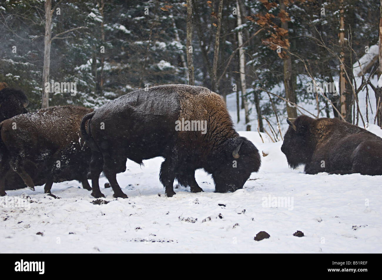 Bison Foraging in Snow, Parc Omega, Montebello, Quebec, Canada Stock