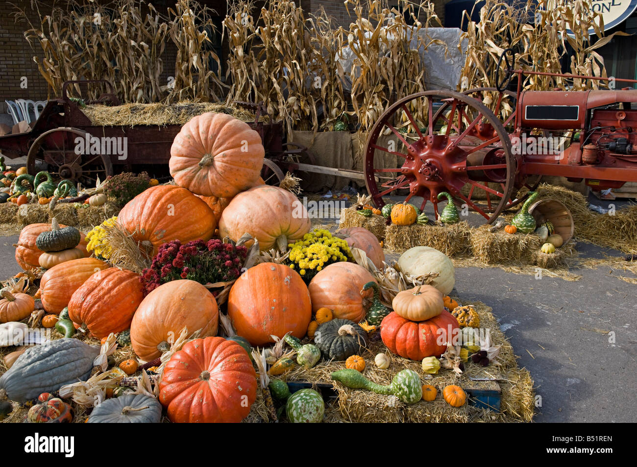 Pumpkins on Display at Marche Jean-Talon, Montreal, Quebec, Canada Stock Photo