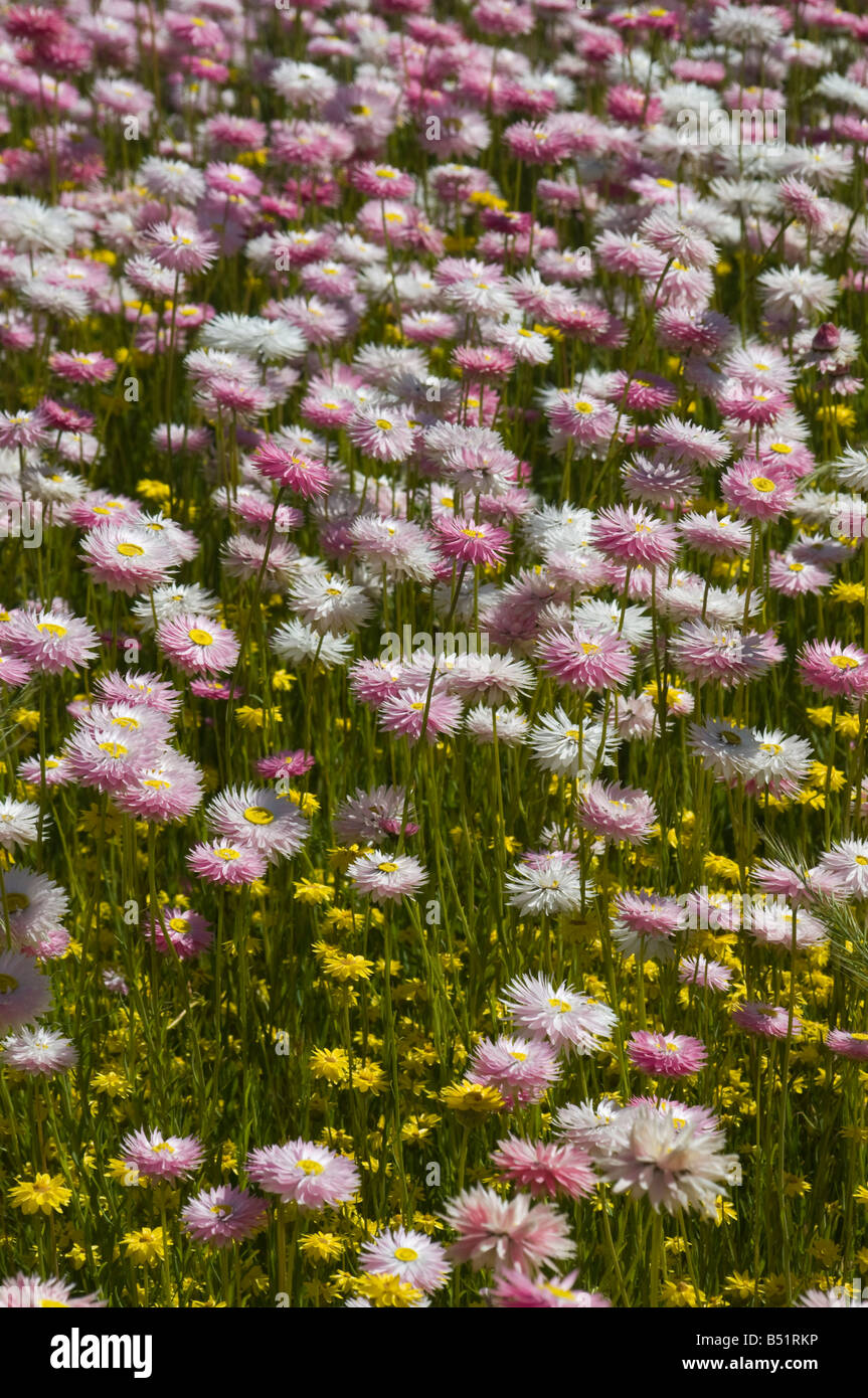 West Australian wildflower Radenthe chlorecephala Stock Photo