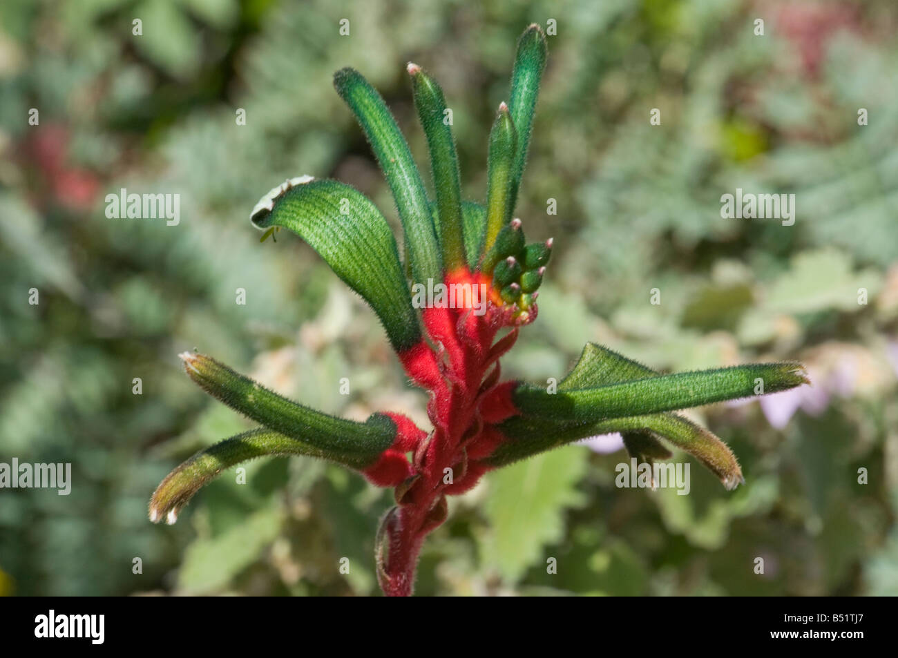 West Australian wildflower the red Mangles Kangaroo Paw Anigozanthos manglesii Stock Photo