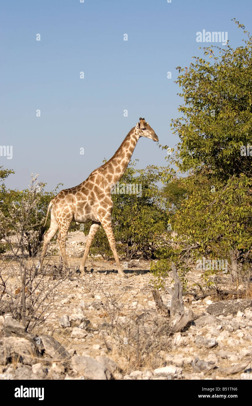 Giraffe Giraffa camelopardalis Stock Photo Alamy