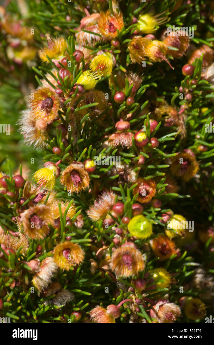 West Australian wildflower Verticordia Staminosa Stock Photo