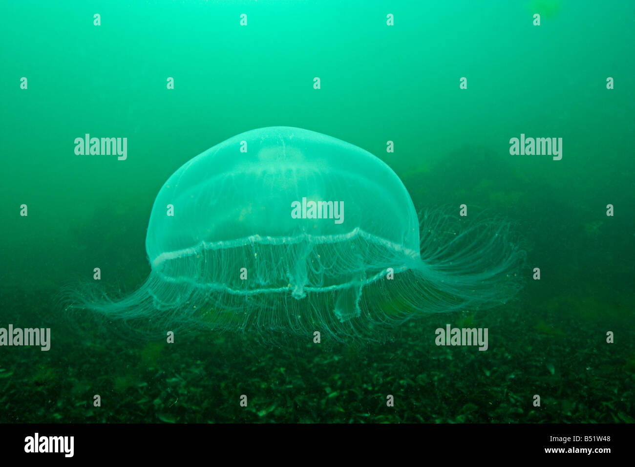 Aurelia aurita, Moon-jellyfish Stock Photo