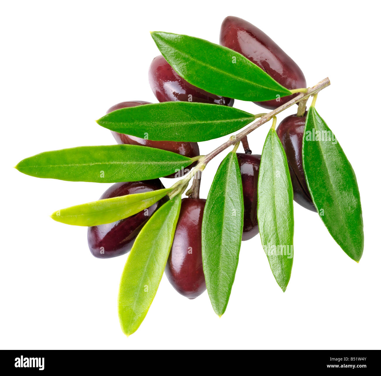 OLIVE BRANCH WITH OLIVES Stock Photo