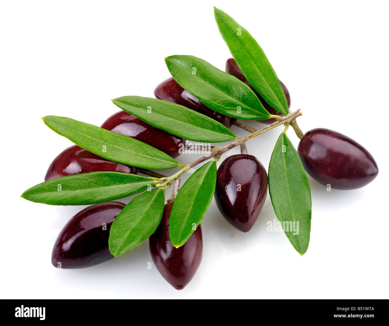 OLIVE BRANCH WITH OLIVES Stock Photo