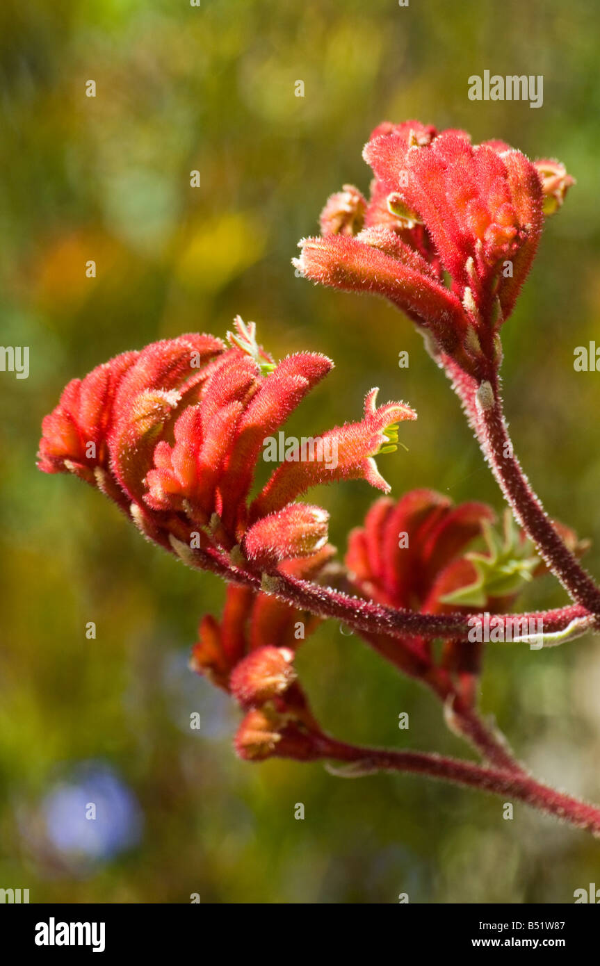 West Australian wildflower Anigozanthos rufus Stock Photo