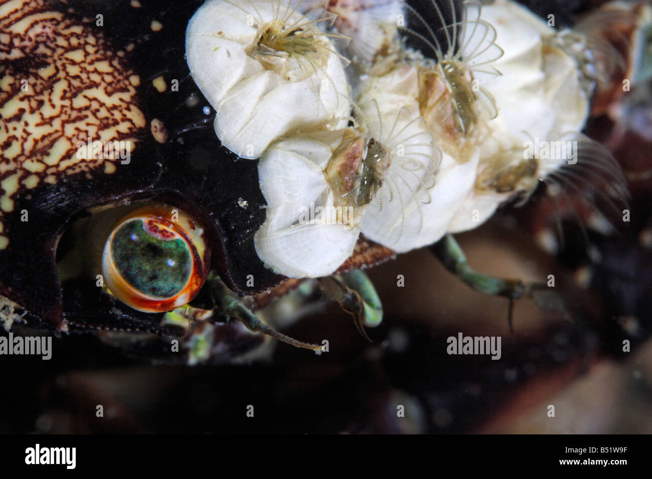 Balanus improvisus, bay barnacles, bay barnacles on the head of a crab Stock Photo