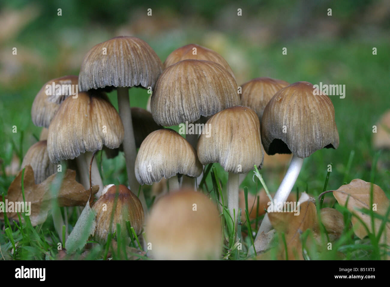Mycena Inclinata Fungi on the grounds of Rufford Abbey Oak decidious woodland Stock Photo