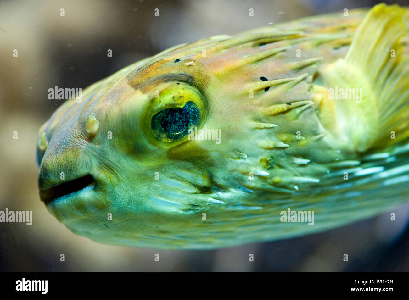 Blowfish Meaning In Urdu at Loraine Colter blog