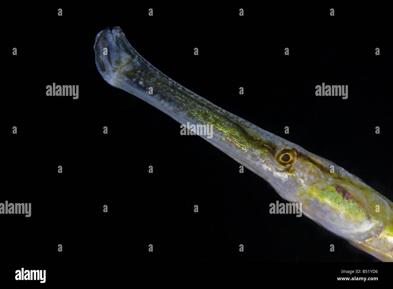 Syngnathus acus head of a Great pipefish Stock Photo