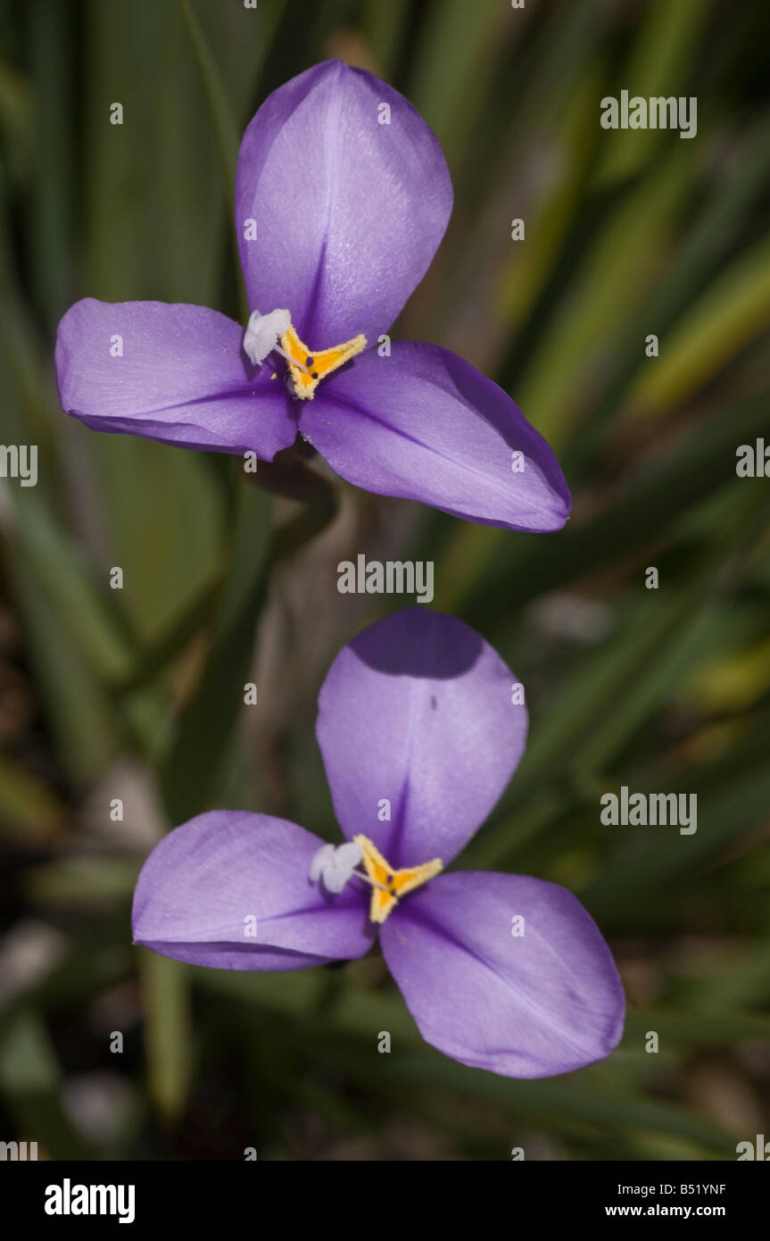 West Australian wildflower Purple Flag Pattersonia occidentalis Stock Photo