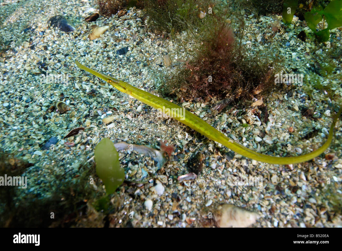 Syngnathus acus, Great pipefish Stock Photo
