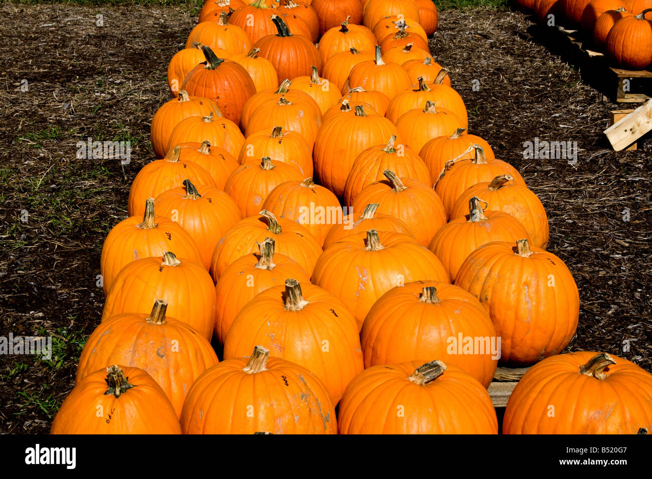 Rows of pumpkins for sale at an outdoor market Stock Photo - Alamy