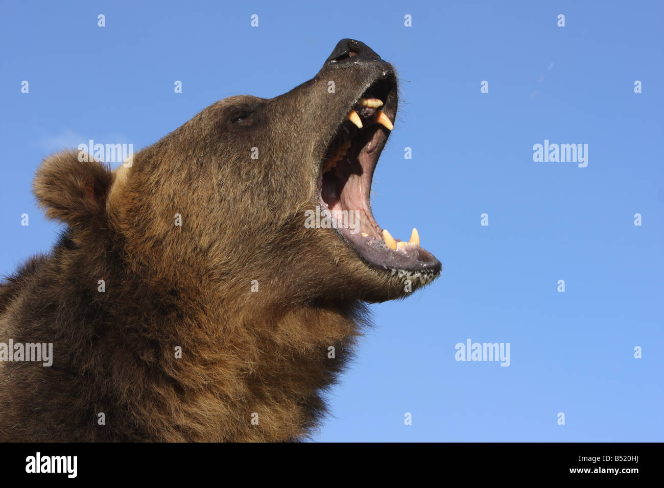 Grizzly Bear Roaring Side View
