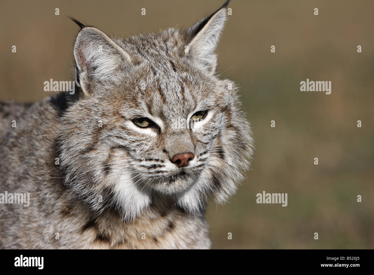 Male bobcat hires stock photography and images Alamy