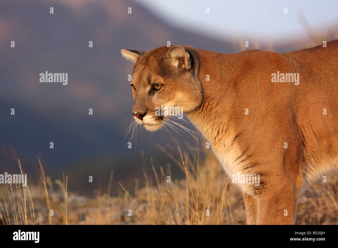 Mountain lion, cougar, puma Stock Photo