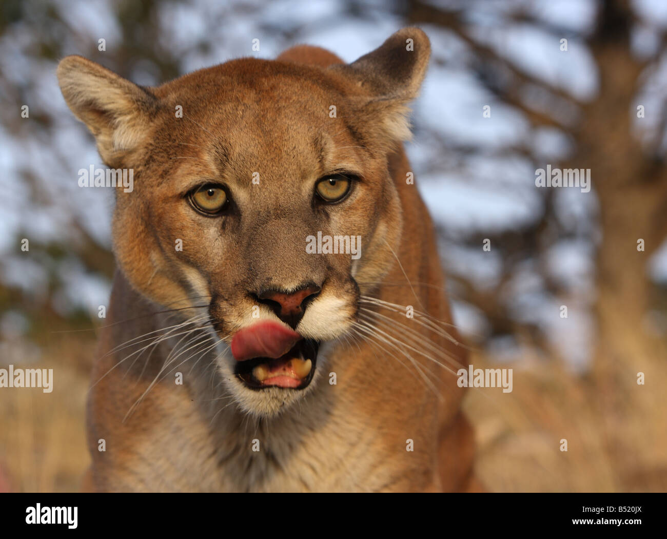 Mountain lion, cougar, puma Stock Photo