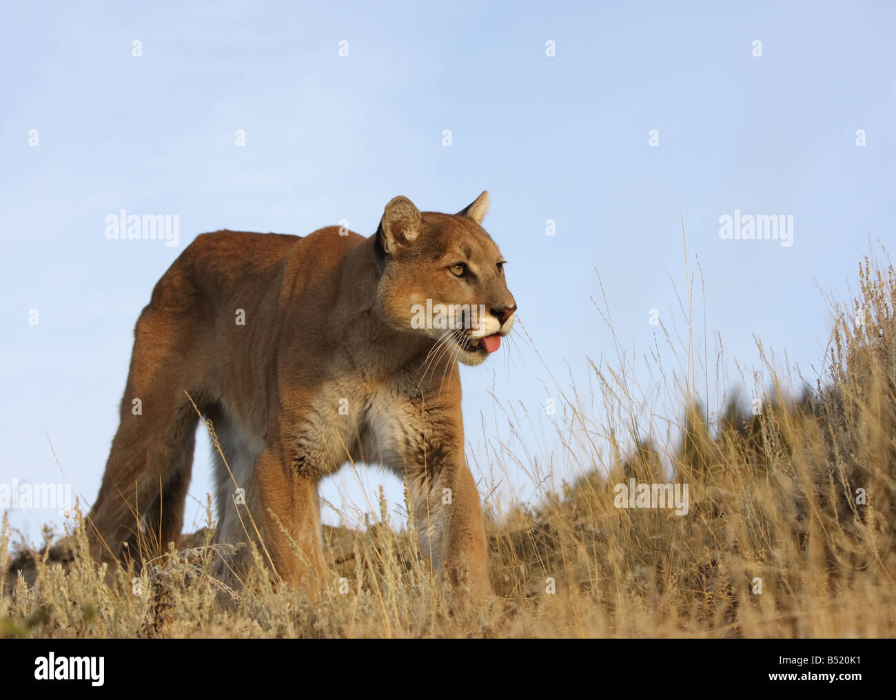 hunting hi-res photography and - Alamy