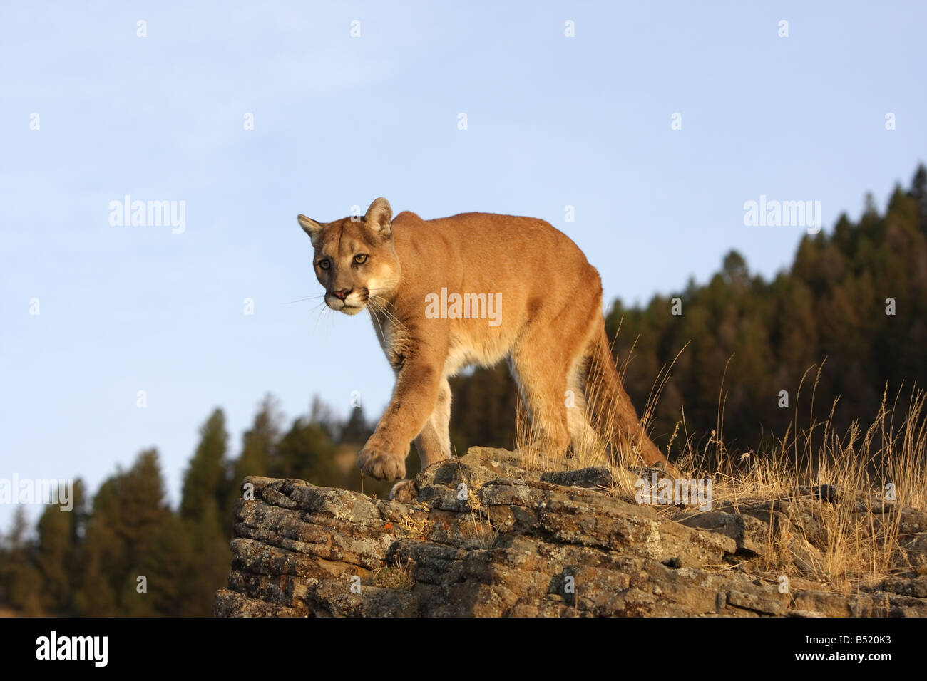 Mountain lion, cougar, puma, on rocks Stock Photo - Alamy