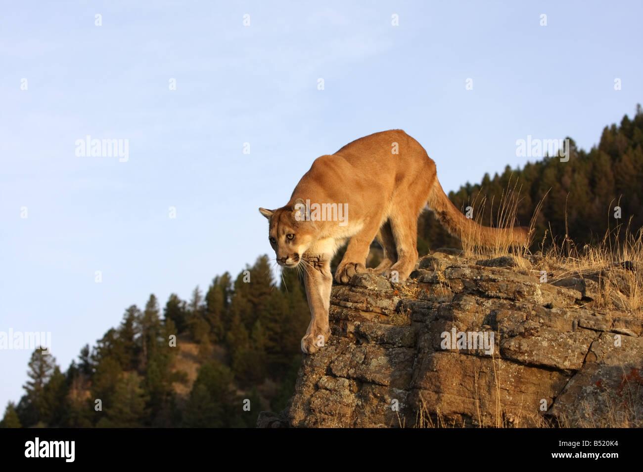 Mountain lion, cougar, puma, on rocks Stock Photo