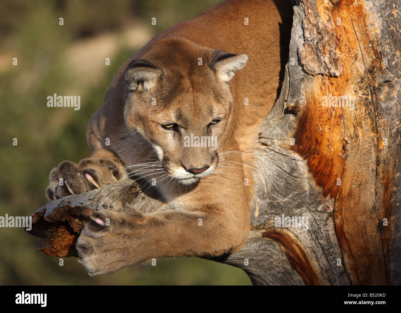 Mountain lion claws hi-res stock photography and images - Alamy