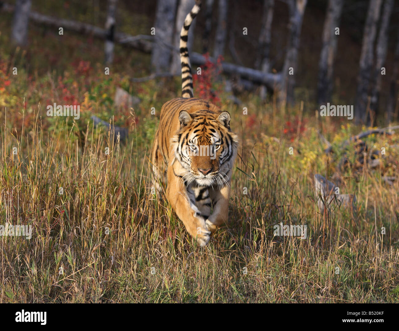 Siberian tiger running Stock Photo