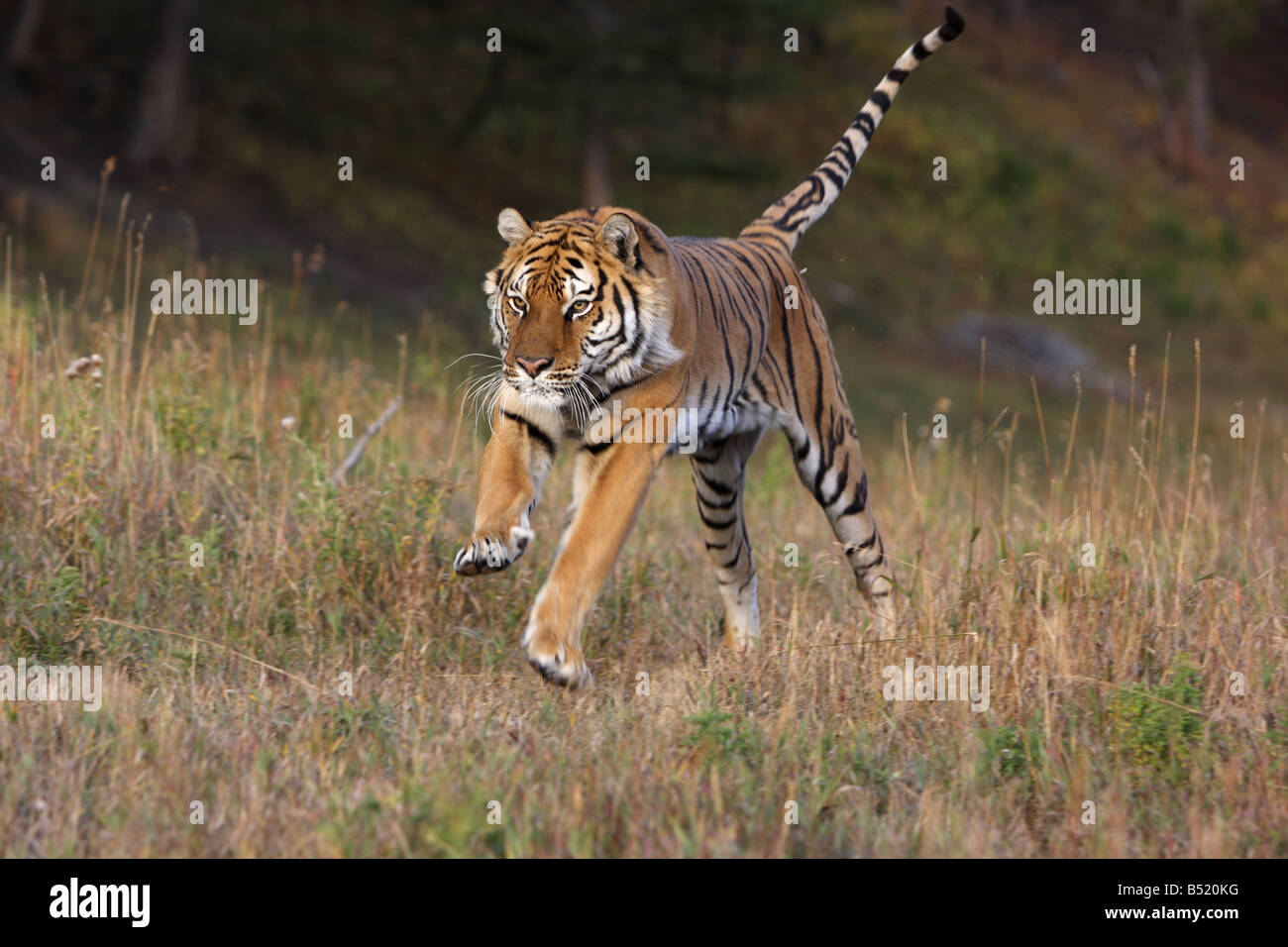 Siberian tiger running Stock Photo - Alamy