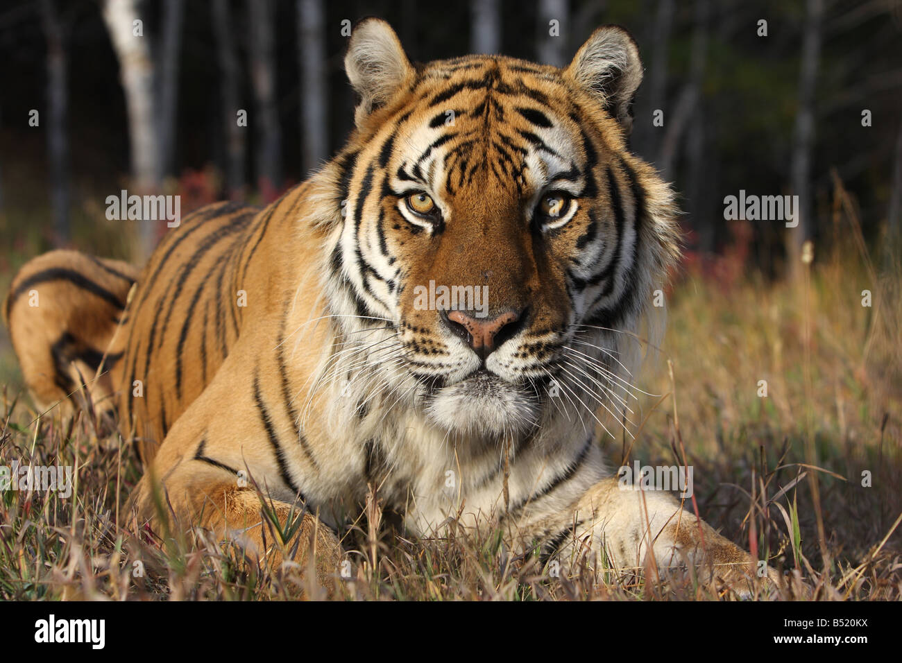 Siberian tiger, Panthera tigris altaica Stock Photo
