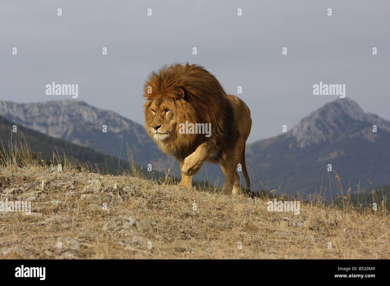 African lion male walking hi-res stock photography and images - Alamy