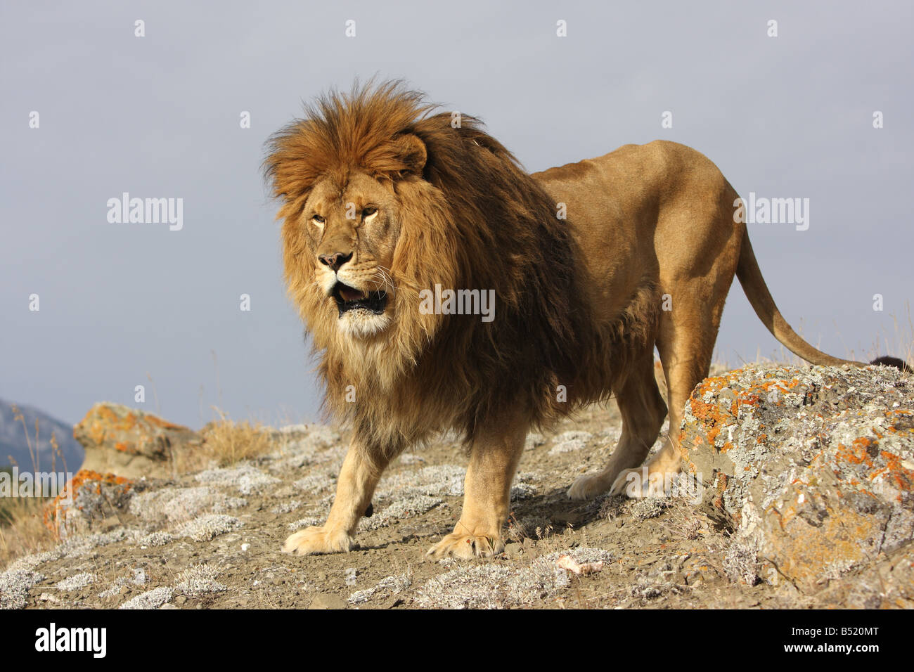 African lion male walking hi-res stock photography and images - Alamy