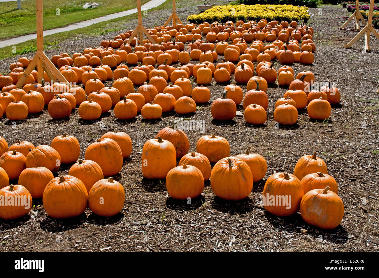 Pumpkins sale outdoor market hi-res stock photography and images - Alamy