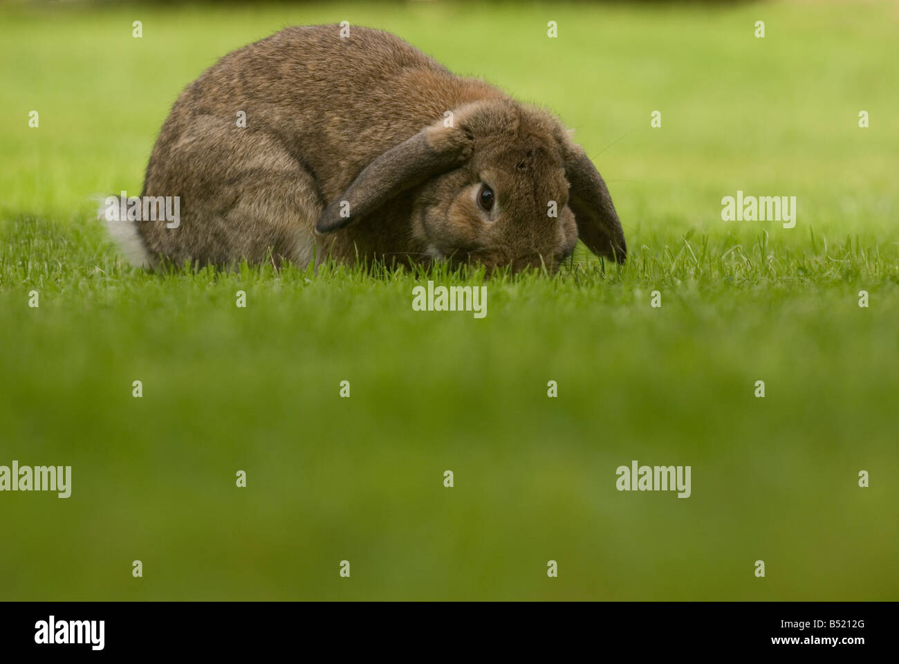 Common garden rabbit eating grass on a lawn Stock Photo Alamy