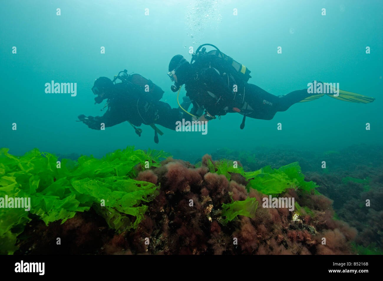 Ulva lactuca scuba diver with green alga ulva lactuca Stock Photo