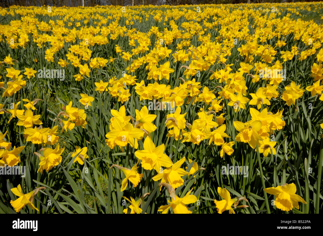 Daffodils wales hires stock photography and images Alamy