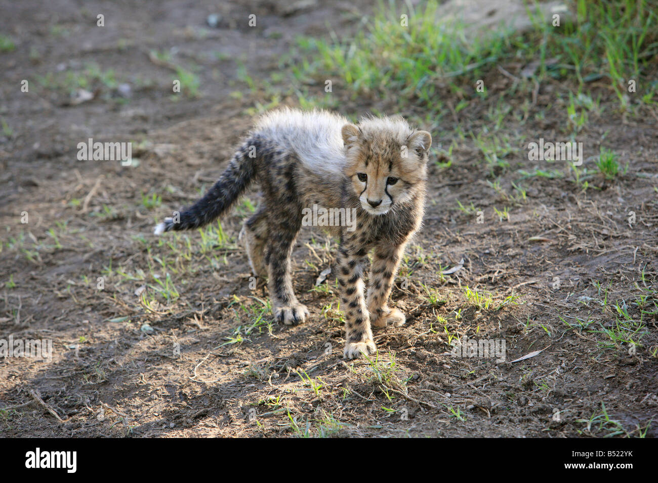 Cheetah Cub, Oudtshoorn, Little Karoo, South Africa Stock Photo