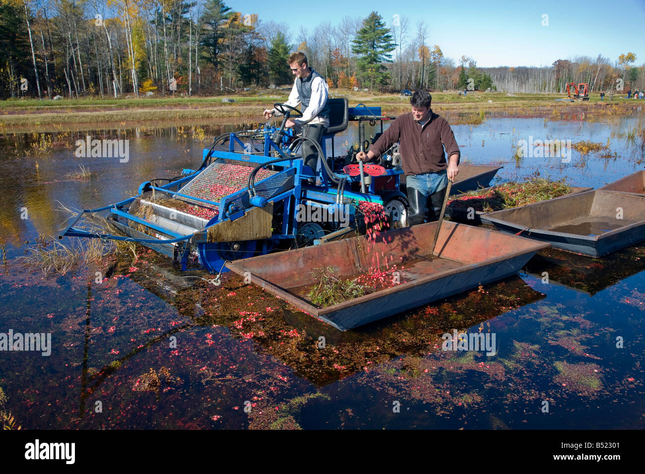 Cranberry Harvest in Bala the Cranberry Capital of Ontario Canada It