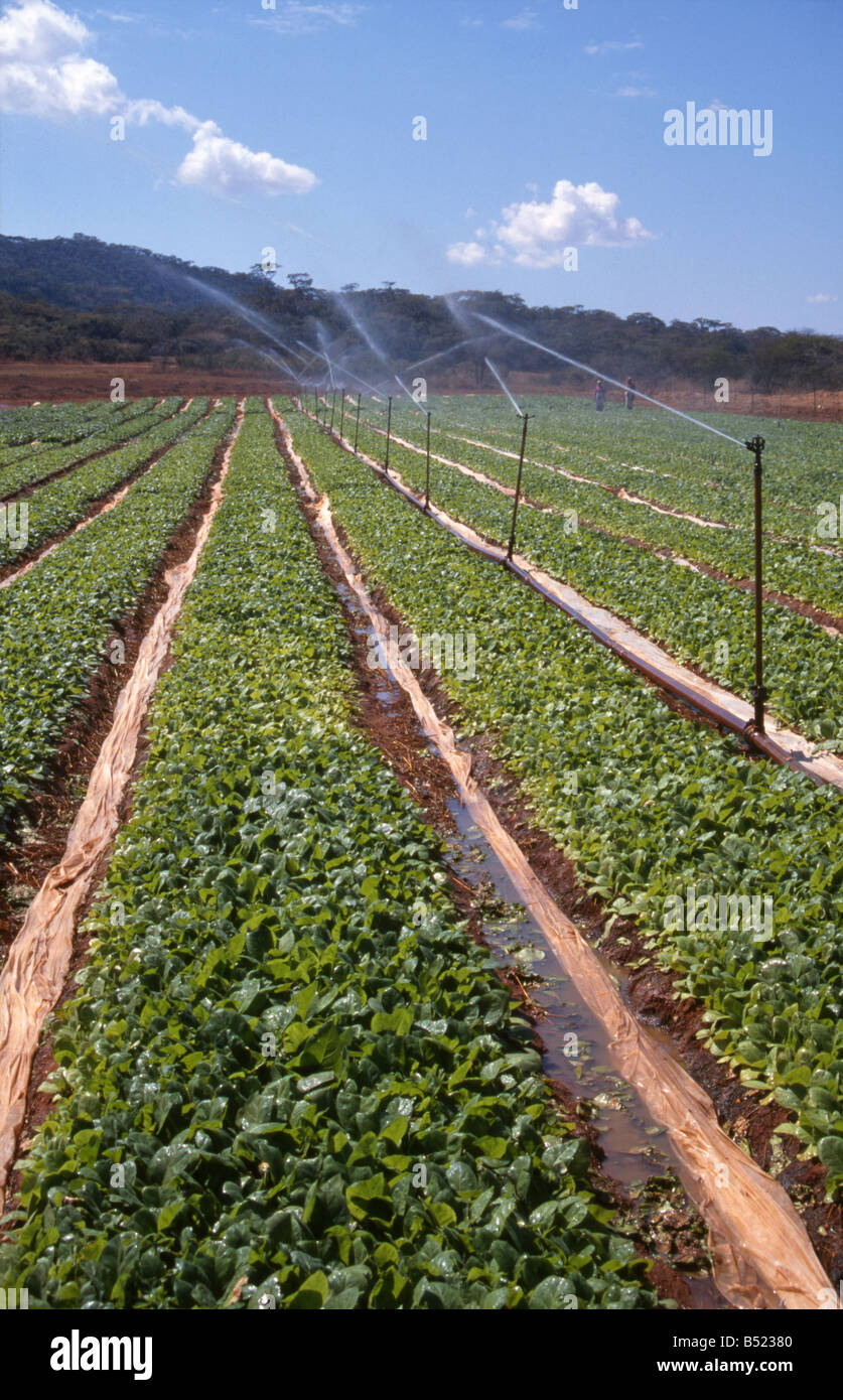 Tobacco being irrigated as it grows on a farm in northern Zimbabwe Stock Photo