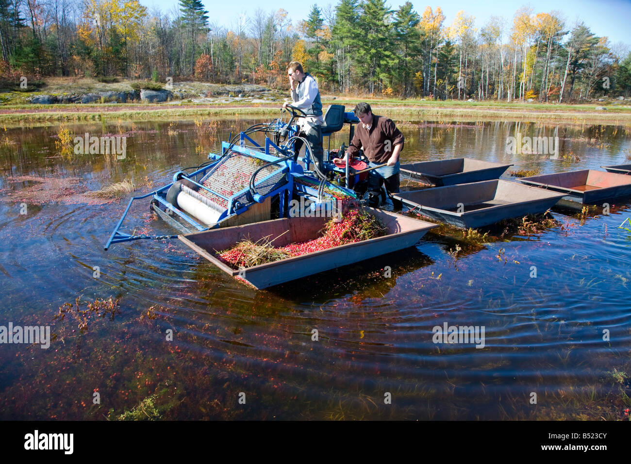 Harvesting Cranberries in Bala is the Cranberry Capital of Ontario