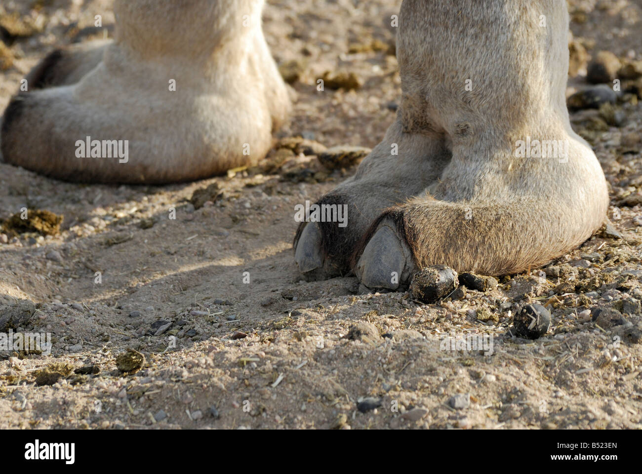 Camel leg hi-res stock photography and images - Page 2 - Alamy