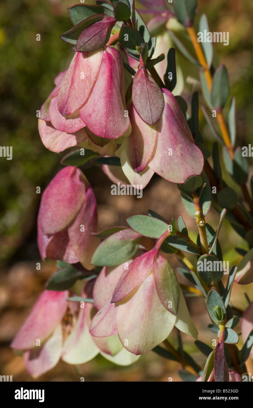 West Australian wildflower Qualup Bell pimelea physodes Stock Photo