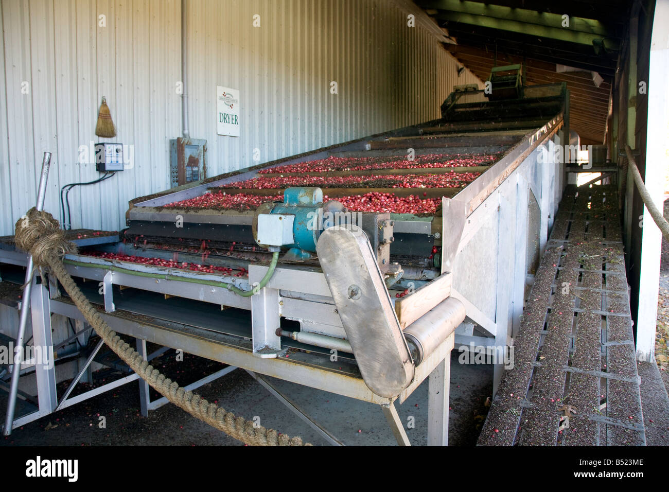 Cranberry sorting machine as seen in Bala is the Cranberry Capital of Ontario Canada Stock Photo