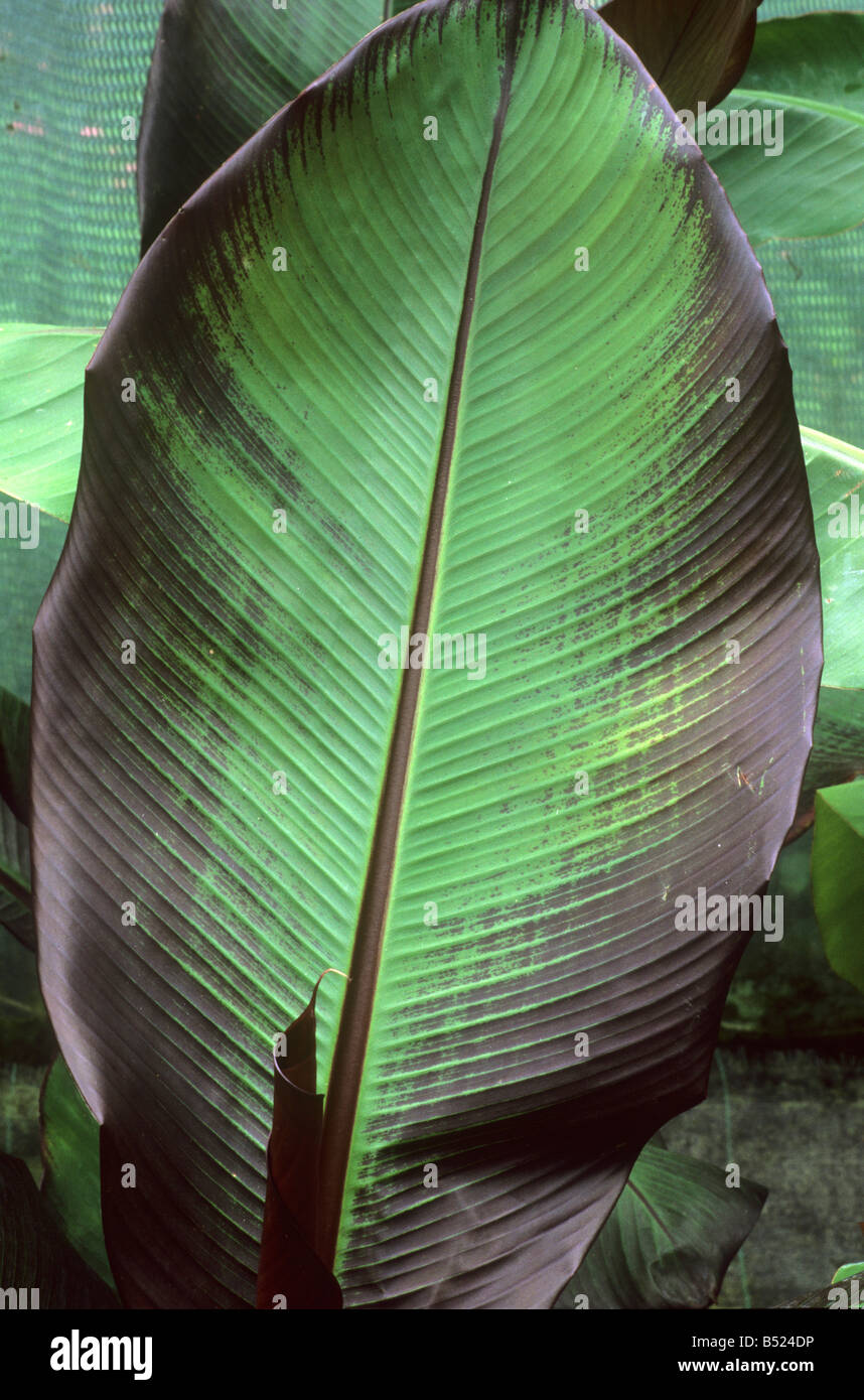 Ensete ventricosum 'Maurelii' banana plant exotic garden foliage leaf plants Stock Photo Alamy