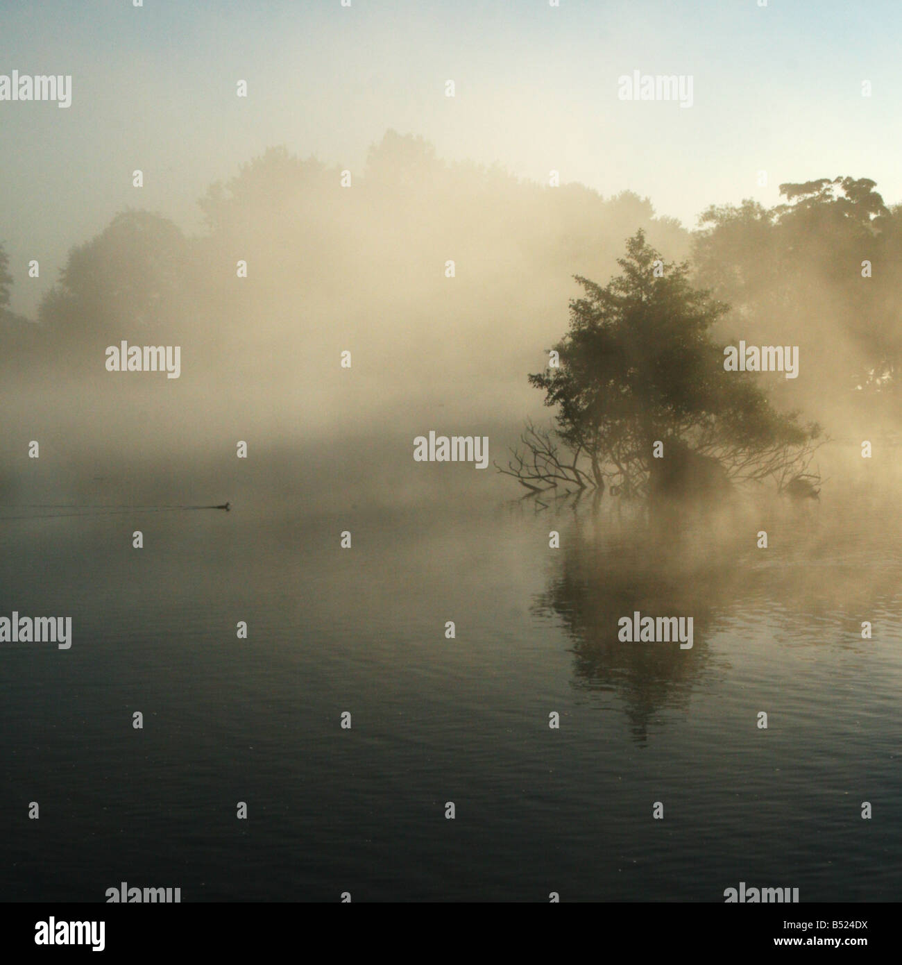 Lonely Tree in the Park Stock Photo - Alamy