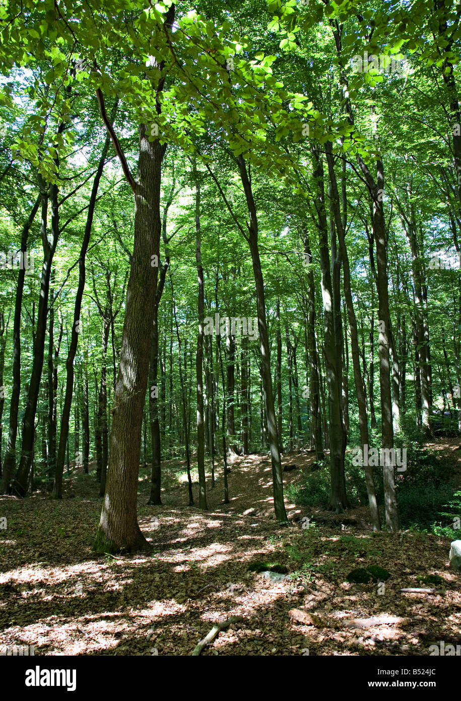 Mixed deciduous woodland Belgium Stock Photo