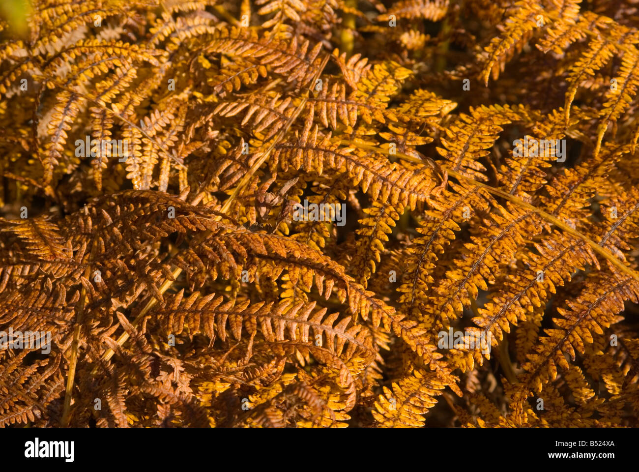 Bracken leaves in Sherwood Forest Stock Photo