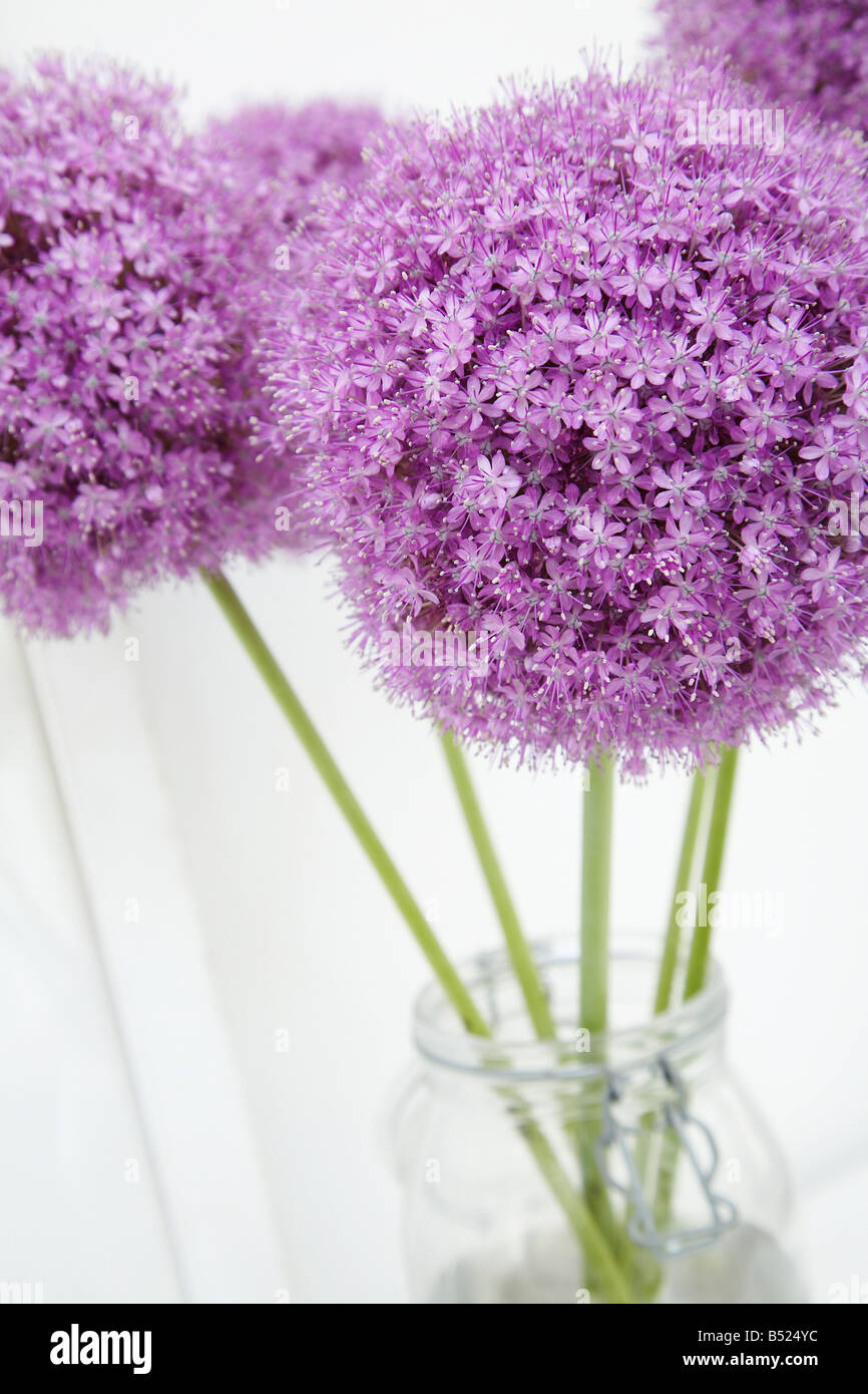 Four Purple Aliums in a Vase Stock Photo